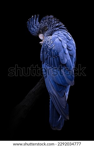 Red tailed black cockatoo isolated on black background in very high detail