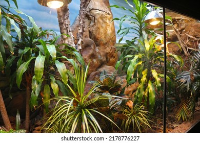 Red Tailed Boa In Zoo Atlanta