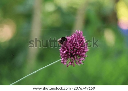 red tailed bumble bee on a round headed garlic flower Stock photo © 