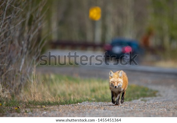 Red\
tailed fox walks along a road when a car passes.\
