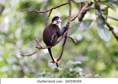 Red Tailed Guenon