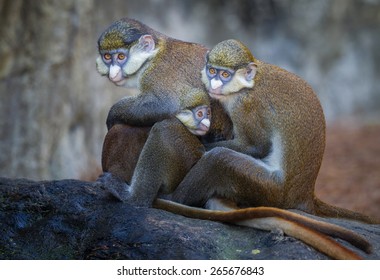 Red tailed Guenon monkey family in group hug