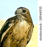 Red tailed hawk