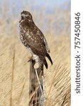 Red Tailed Hawk