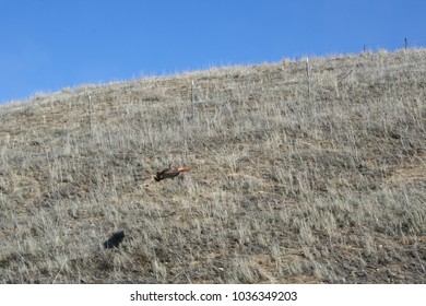 red tailed hawk
