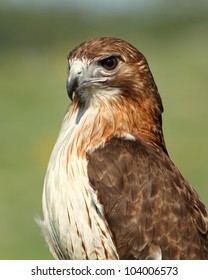 Red Tailed Hawk