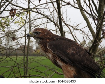 red tailed hawk