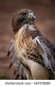 Red tailed hawk