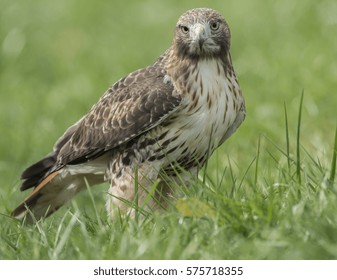 Red Tailed Hawk