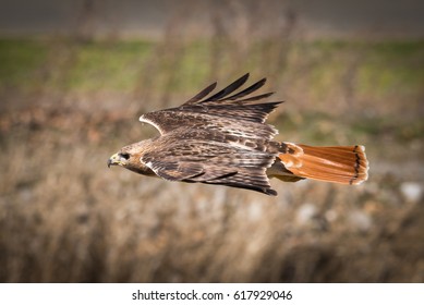 Red Tailed Hawk