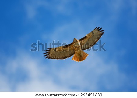 Similar – Awesome bird of prey in flight