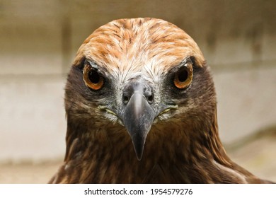 Red tailed hawk ( Buteo jamaicensis ) portrait