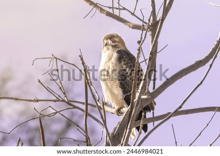 Red Tailed Hawk (Buteo jamaicensis) surveys its domain. Up in a tree at sunset, browns and rusty reds adorn the raptor. Young bird of prey watching for a meal to catch with talons