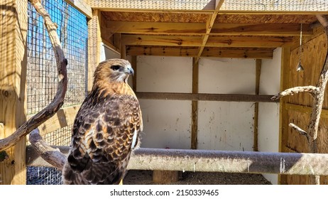 Red Tailed Hawk in captivity