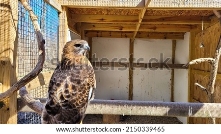Red Tailed Hawk in captivity