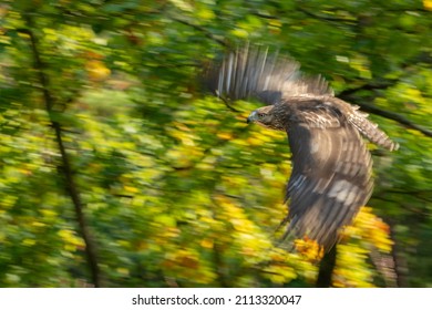 Red Tailed Hawk Captured By Panning Photography Against The Backdrop Of A Leafy Autumn Forest. Action Shot With Motion Emphasis Using Motion Blur.