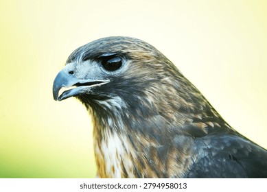 red tailed hawk close up profile