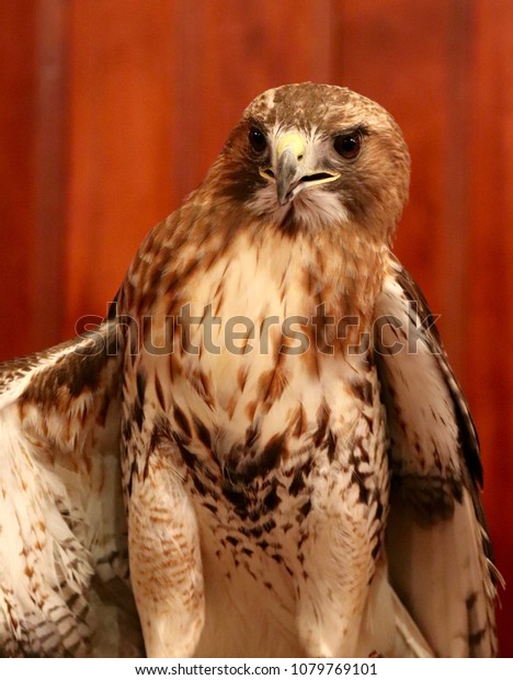 Red Tailed Hawk Common Raptor Identified Stock Photo Edit Now