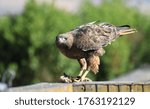 Red tailed Hawk with it