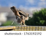 Red tailed Hawk with it