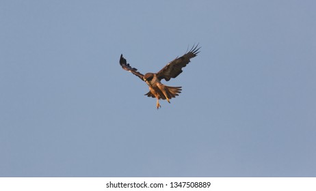 Red Tailed Hawk Diving Down Toward Prey - Clear Blue Sky With Copy Space