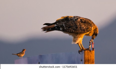 A Red Tailed Hawk feeds on a large snake at sunset.