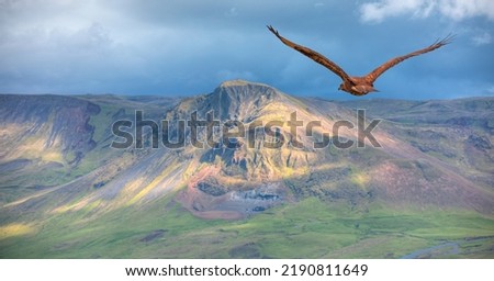 Red tailed hawk flies above mountains covered in grass - Iceland