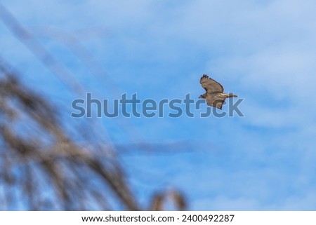 Red tailed hawk flies against a bright blue sky with white clouds. A bare bush peeks out from the corner in late fall.