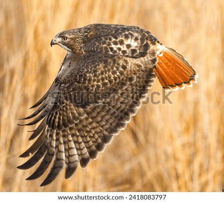 Red Tailed Hawk in Flight