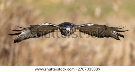 Red tailed hawk in flight over a meadow.