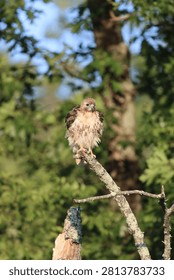 A red tailed hawk fluffing its feathers