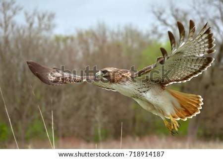 Red tailed hawk flying close up