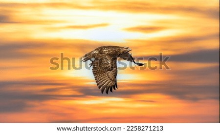 Similar – Awesome bird of prey in flight