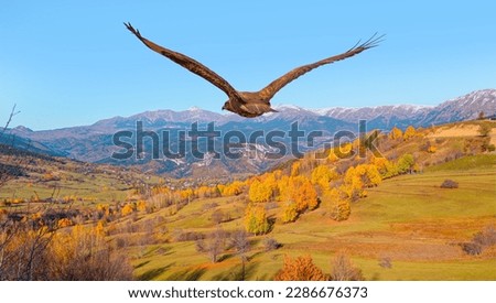 Red tailed hawk flying over the autumn forested mountain slope