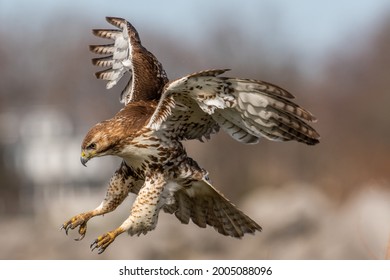 A Red tailed hawk going in for the kill