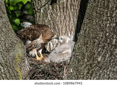 Red Tailed Hawk Nest 