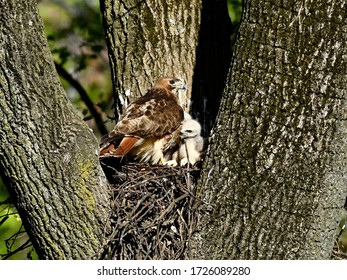 Red Tailed Hawk Nest Near Paterson, New Jersey