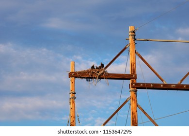 Red Tailed Hawk Nest With Young On Tall Power Pole Structure