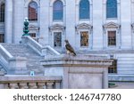 Red Tailed Hawk on a Ledge at the Wisconsin State Capital in Madison 