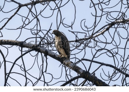 Red Tailed Hawk Perched in Dead Tree with Branches Twigs Birds of Prey Watching Below 