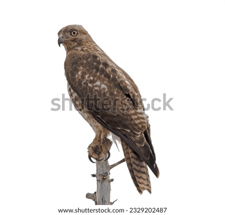 Red Tailed Hawk Perched on a High Branch