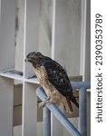 Red Tailed Hawk Perched While Hunting for Prey