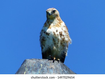 A Red Tailed Hawk Is Perches And Searches For Food In New York's Hudson Valley. 