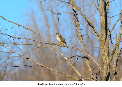 A red tailed hawk perches in a tree at Seven Lakes State Park, in Holly Township, Michigan. - Shutterstock ID 2278417849