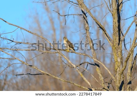 A red tailed hawk perches in a tree at Seven Lakes State Park, in Holly Township, Michigan.