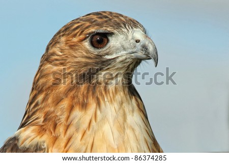 Red tailed Hawk Profile Photo