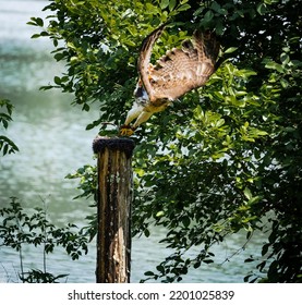 Red Tailed Hawk Sitting On Perch At Raptor Show In Georgia.