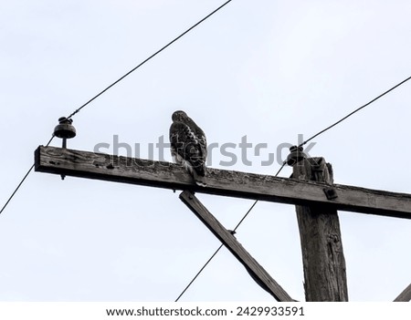 red tailed hawk sitting on electrical wire pole (bird of prey, raptor)