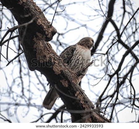 red tailed hawk sitting on tree branch (bird of prey, raptor)