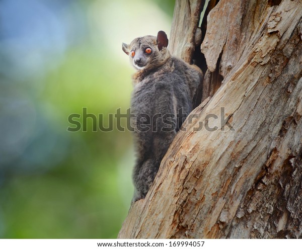 Red\
tailed Sportive Lemur (Lepilemur ruficaudatus) sitting on a tree at\
early morning in Kirindy forest reserve.\
Madagascar.